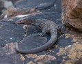 0917-1618 NT Kings Canyon lizard (9172349)